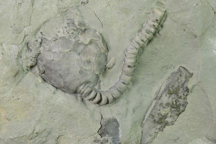 Fossil Crinoid Calyx and Stem - Indiana #135583